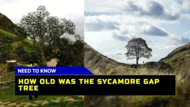 How old was the Sycamore Gap tree? Discover the Age and Legacy